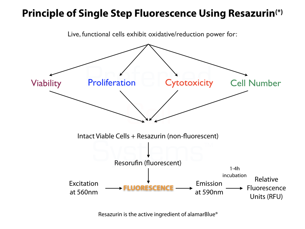 Principle of Fluorescence Readout Assays from Preferred Cell Systems™